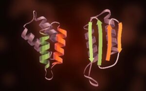 Prions Biosafety Animals Humans